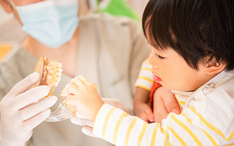 きちんとした歯科体験と歯科知識を幼いころからはぐくみます